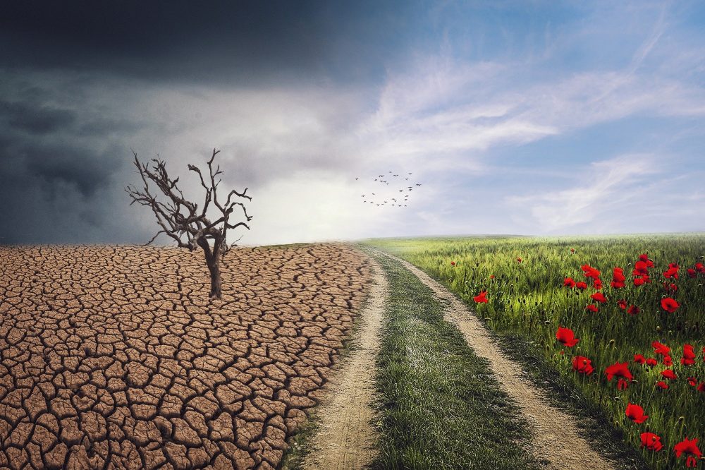 Árboles nativos de Chile que ayudan a combatir el cambio climático
