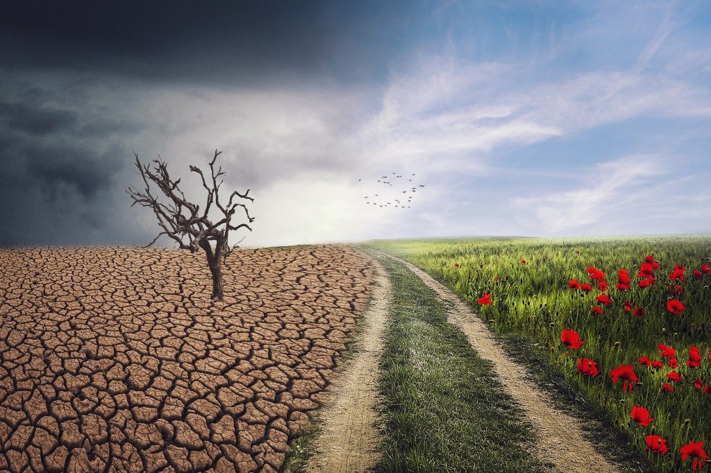Árboles nativos de Chile que ayudan a combatir el cambio climático