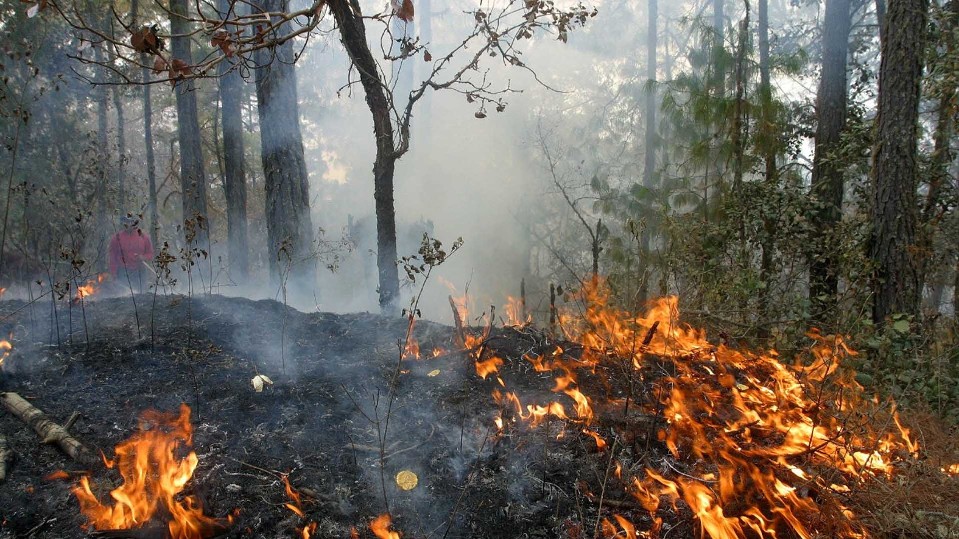 nuevos informes sobre deforestación en Brasil y Perú y su impacto en la biodiversidad mundial